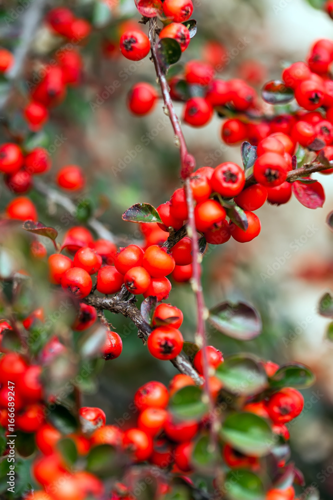 Bush of cotoneaster with berries Bush of cotoneaster with berries