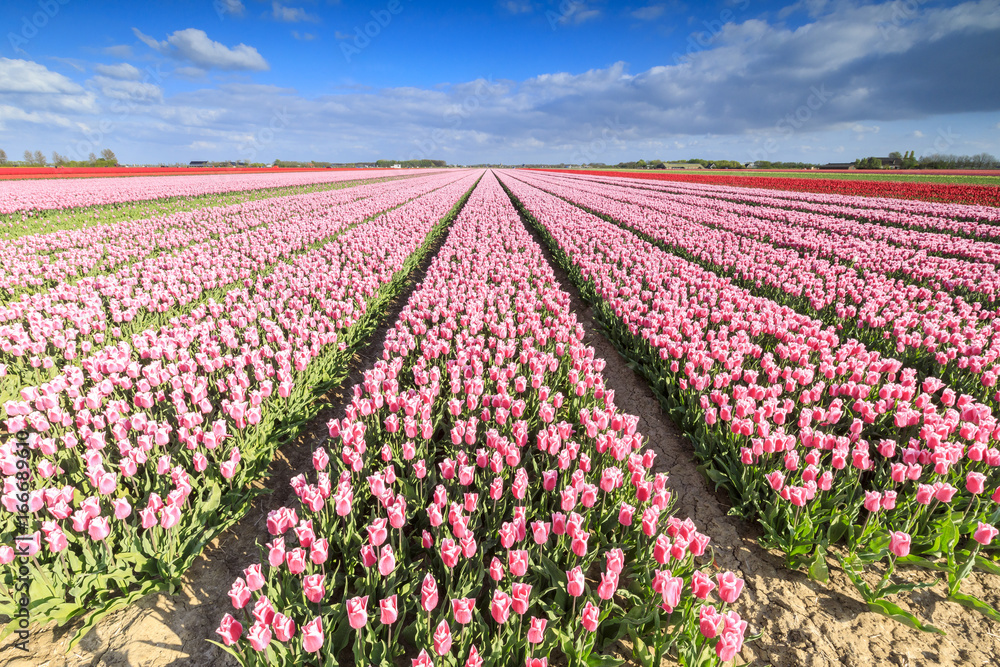 Blue sky on rows of pink tulips in bloom in the fields of Oude-Tonge, Goeree-Overflakkee, South Holland, The Netherlands Blue sky on rows of pink tulips in bloom in the fields of Oude-Tonge, Goeree-Overflakkee, South Holland, The Netherlands