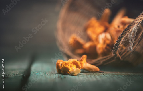Raw wild chanterelles mushrooms in a basket over old rustic background