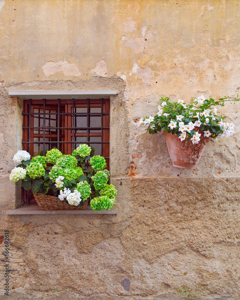 Beautiful blossom green and white flowers hands on the window of a home in an ancient building in Italy. Vertical format wiht copyspace. Beauty wall of house.