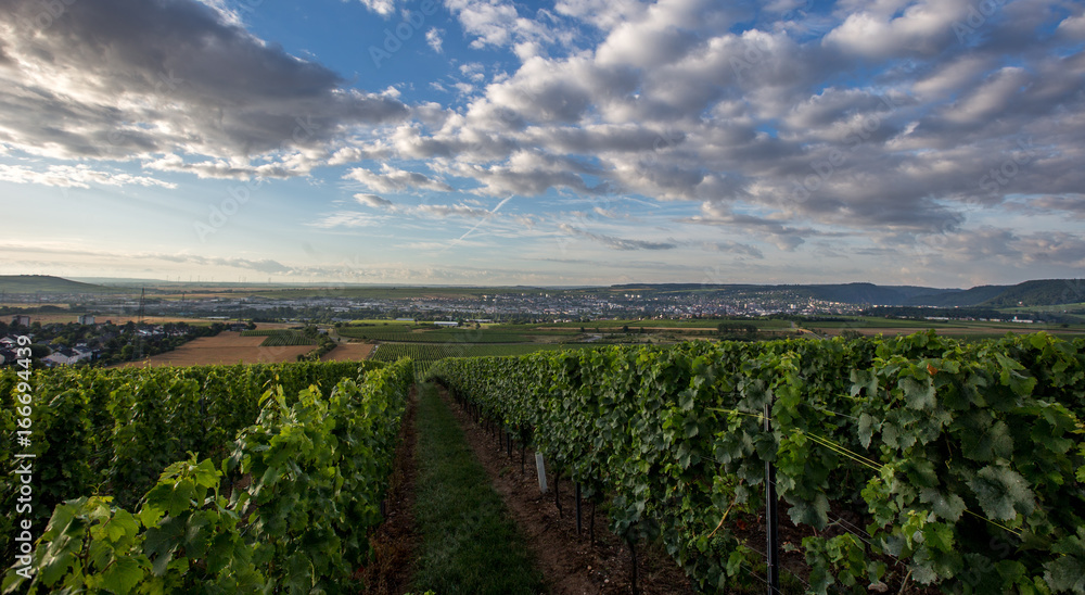 Weinberge bei Bad Kreuznach Weinberge bei Bad Kreuznach