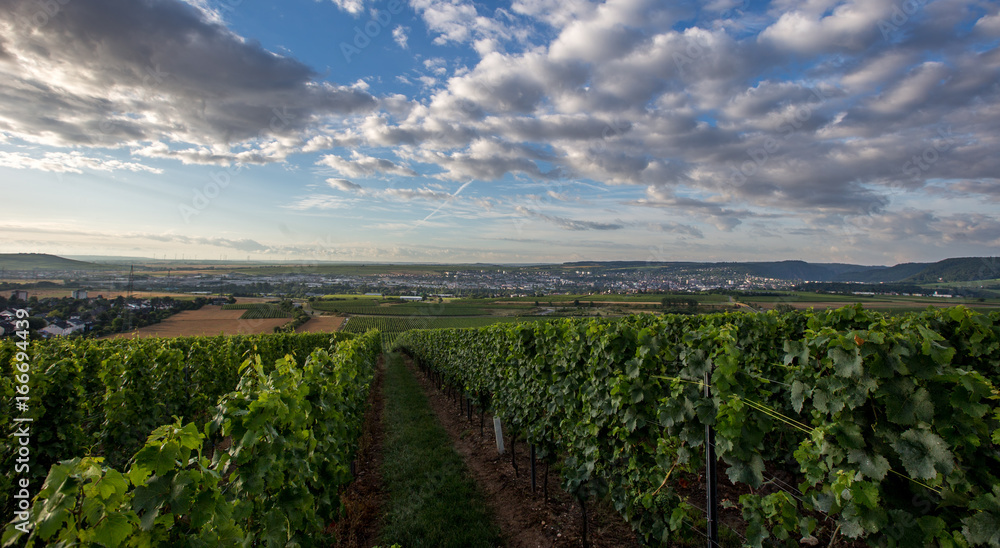 Weinberge bei Bad Kreuznach