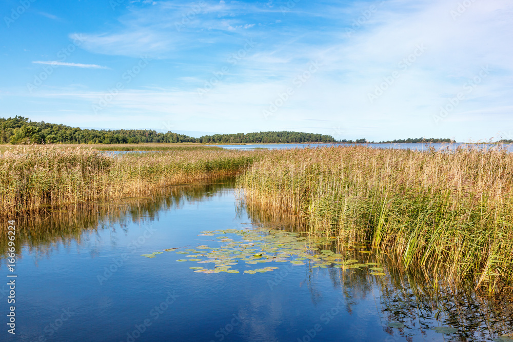 Bay with reeds in a lake in summer