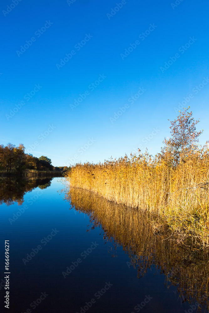 Glassy lake with reedbed in the autumn