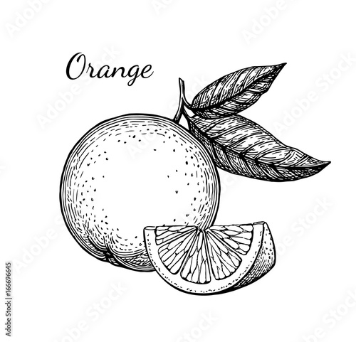 Ink sketch of orange