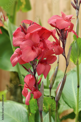 Fototapeta Naklejka Na Ścianę i Meble -  Closeup red canna flowers, commonly known as Indian shot