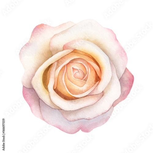 Abstract watercolor rose on white background. Watercolor painting grunge illustration