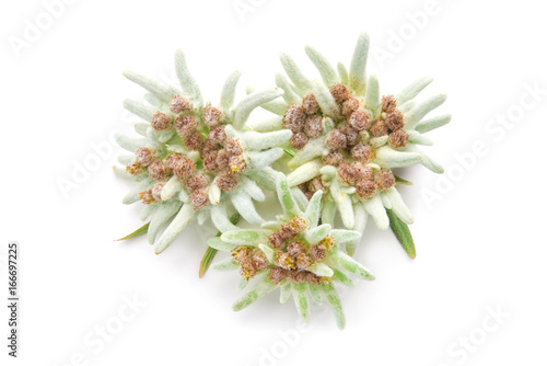 Edelweiss flowers isolated over white