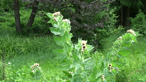 Blossoming medical flower henbane Hyoscyamus niger in farm in wind photo