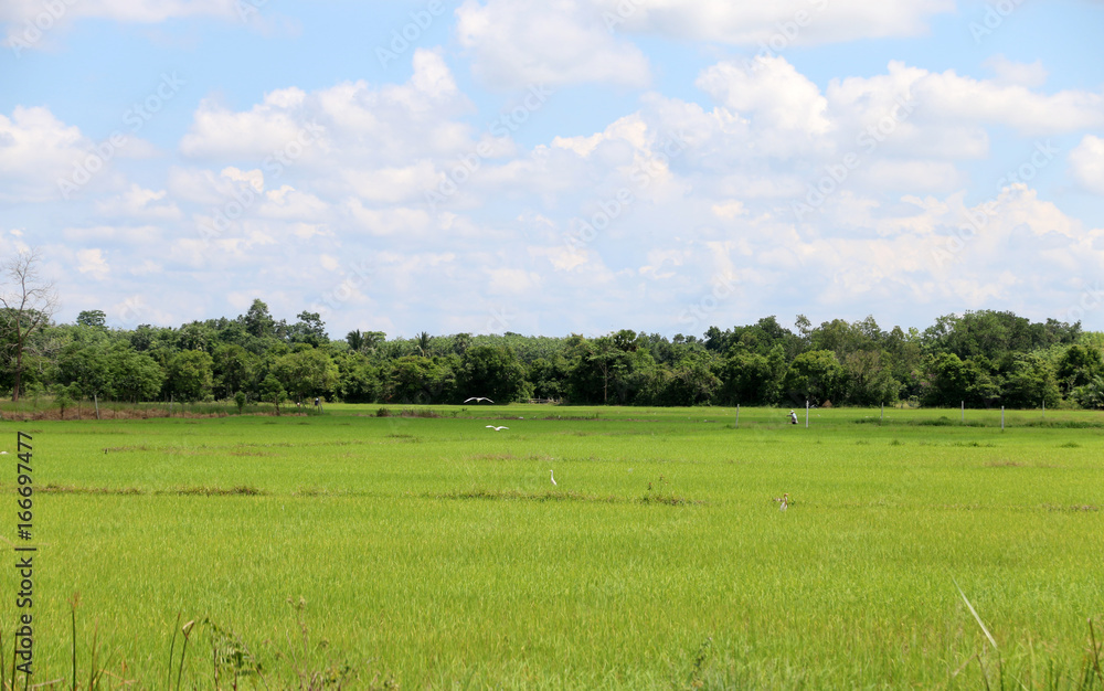 Fototapeta premium Paddy From Thailand