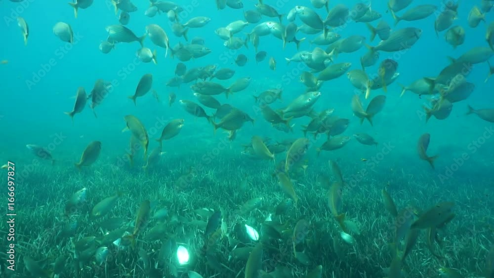 Shoal of fish salema porgy, Sarpa salpa, underwater in the Mediterranean sea, Catalonia, Cadaques, Costa Brava, Spain, 60fps
Shoal of fish salema porgy, Sarpa salpa, underwater in the Mediterranean sea, Catalonia, Cadaques, Costa Brava, Spain, 60fps