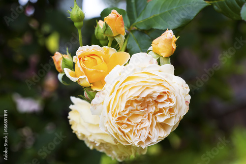 Flower yellow rose Crown Princess Margareth photo