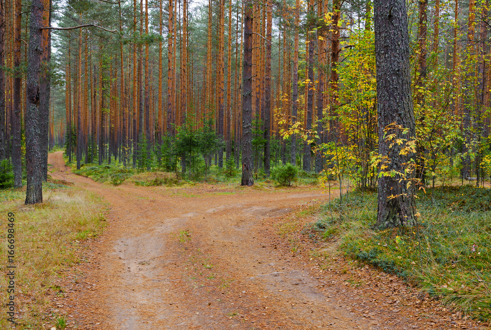 Fototapeta premium Forest in red and orange colors