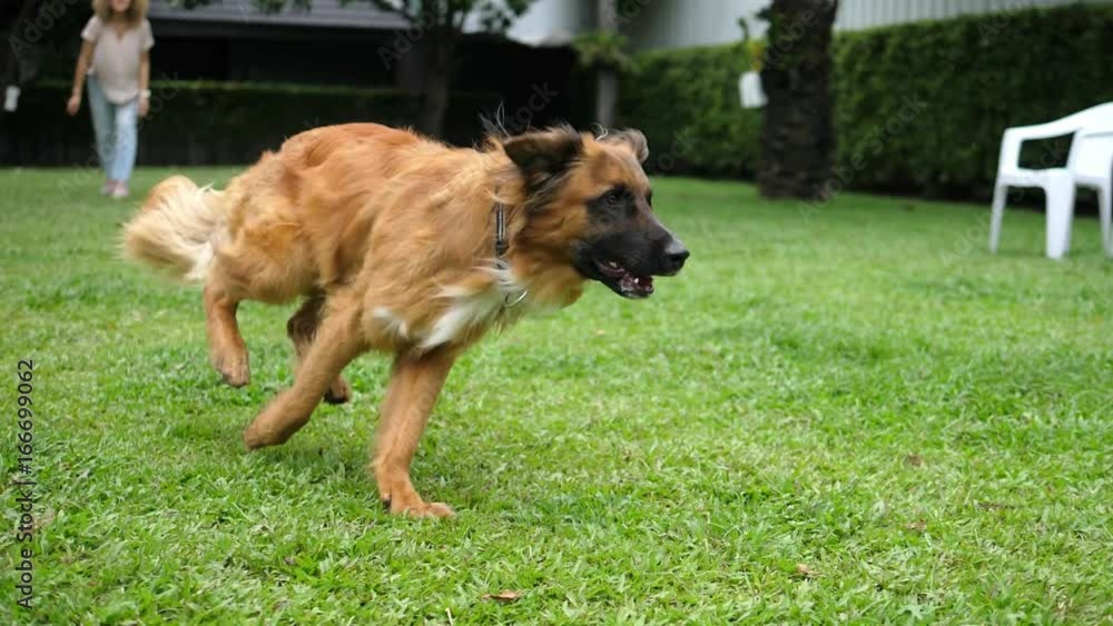 The Owner Playing With Dog with Ball In Park. Slow Motion. HD, 1920x1080. The Owner Playing With Dog with Ball In Park. Slow Motion. HD, 1920x1080.