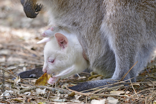 Closeup albino joey Red-necked wallaby or wallaby of Bennett (Macropus rufogriseus) in the pocket photo