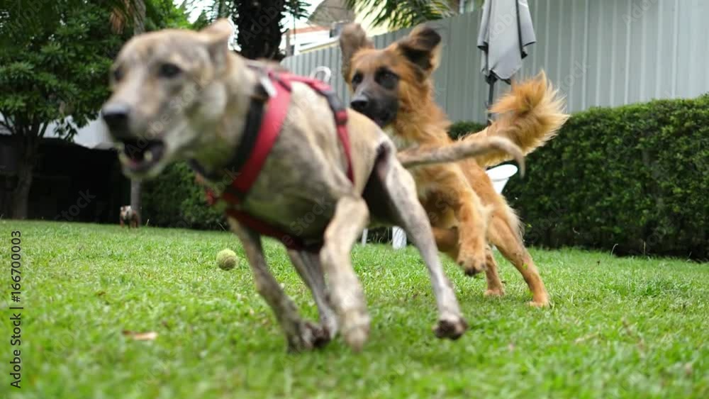 Dogs Playing Together Outdoors On Green Lawn. Slow Motion. HD, 1920x1080. Dogs Playing Together Outdoors On Green Lawn. Slow Motion. HD, 1920x1080.
