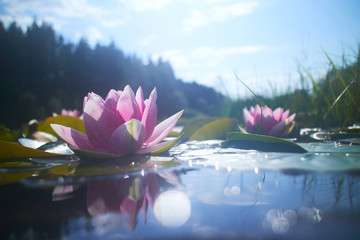 Papier peint photo Fleur de lotus Lotus en fleur dans bassin paisible  © fox17