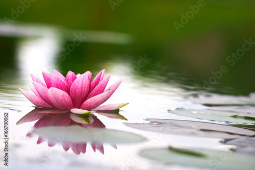 Fototapeta Naklejka Na Ścianę i Meble -  lotus flower in pond