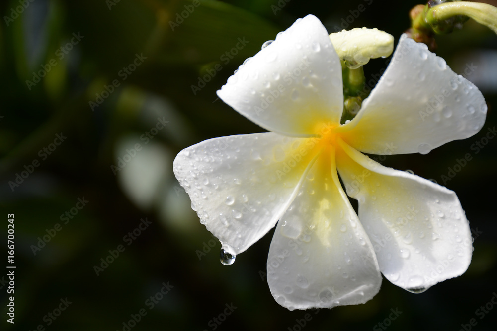 Water droplets on the flower of the plumeria in Chatuchak Park, Bangkok Water droplets on the flower of the plumeria in Chatuchak Park, Bangkok
