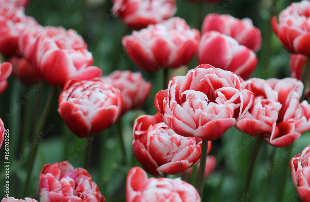 Big amount of the colorful tulip flowers in the flowerbed Big amount of the colorful tulip flowers in the flowerbed