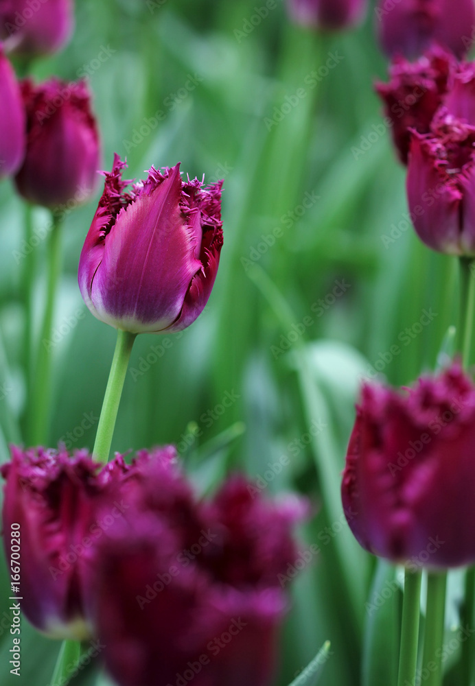 Big amount of the colorful tulip flowers in the flowerbed Big amount of the colorful tulip flowers in the flowerbed