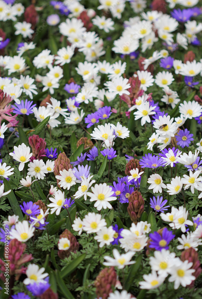 Obraz premium The big amount of daisy and hyacinth flowers