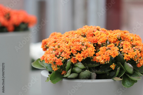 The ceramic flowerbed with kalanchoe flowers