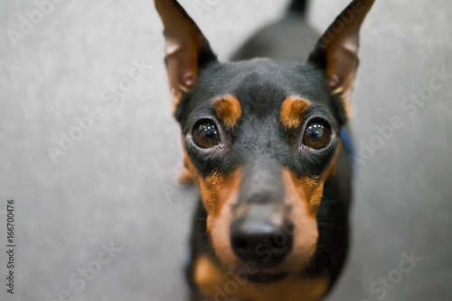 Zwergpinscher dog portrait face close up view