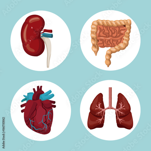 color background with circular frames of human body organs