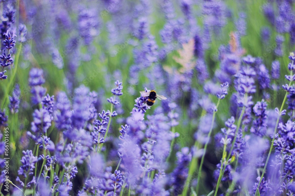 A honeybee in Lavender A honeybee in Lavender