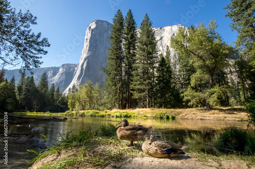 Photography The Duck in Front of El Capitan at Yosemite, CA, USA, September, 2016