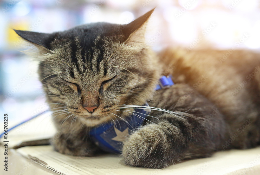 Fototapeta premium Sleeping Thai cat.