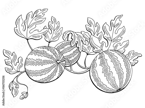 Watermelon graphic bush plant black white isolated sketch illustration vector