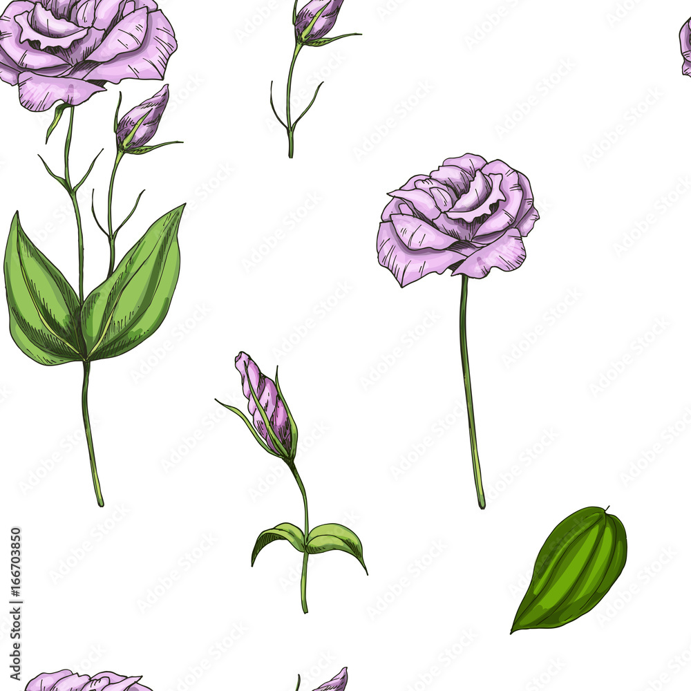 Seamless pattern with gently pink rose flower isolated on white background.  illustration.