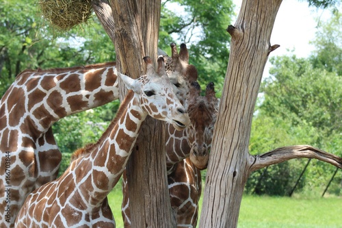 Photography giraffe family