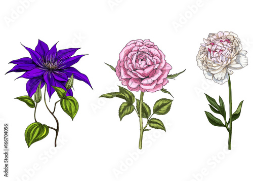 Set with peony, clematis and rose flowers, leaves and stems isolated on white background. Botanical illustration