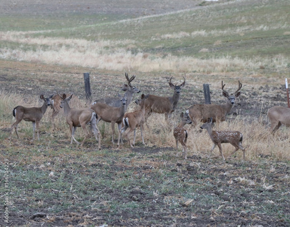 Central California Deer Central California Deer