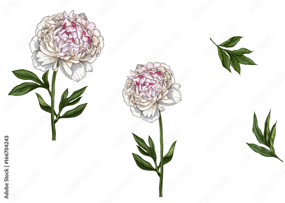 Set with gently pink peony flowers, leaves and stems isolated on white background. Botanical  illustration