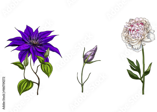 Set with peony  clematis and bud eustoma flowers  leaves and stems isolated on white background. Botanical  illustration