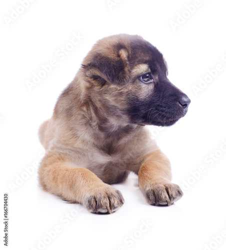 chocolate puppy dog is sitting on white background
