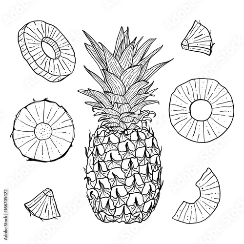 Vector hand drawn pineapple and sliced pieces set. Tropical engraved style illustration.