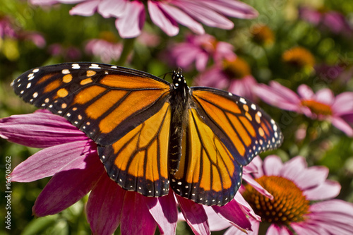 Monarch butterfly wings spread on Echinacea flower close up