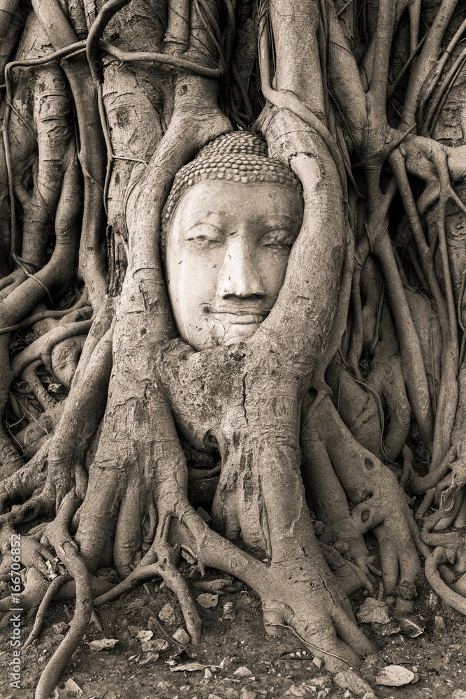 Buddha Head in Tree Roots in Wat Mahathat , Ayuthaya , Thailand. Black and white photo Buddha Head in Tree Roots in Wat Mahathat , Ayuthaya , Thailand. Black and white photo