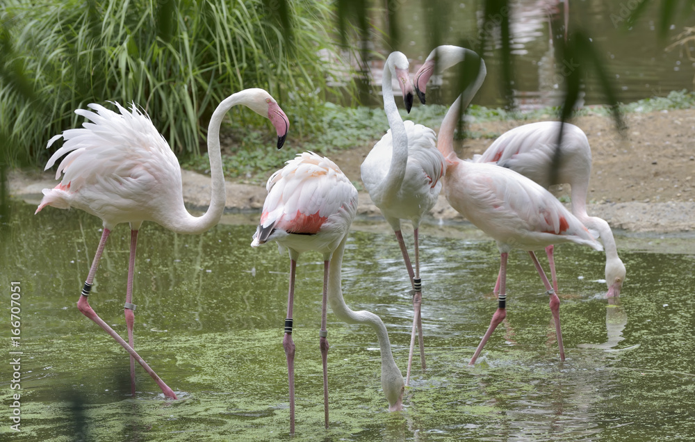 Pink Flamingos birds Pink Flamingos birds