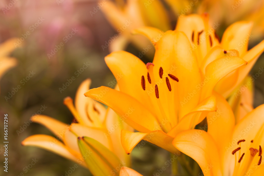 Beautiful flower background. Amazing view of bright orange lily flowering in the garden Beautiful flower background. Amazing view of bright orange lily flowering in the garden