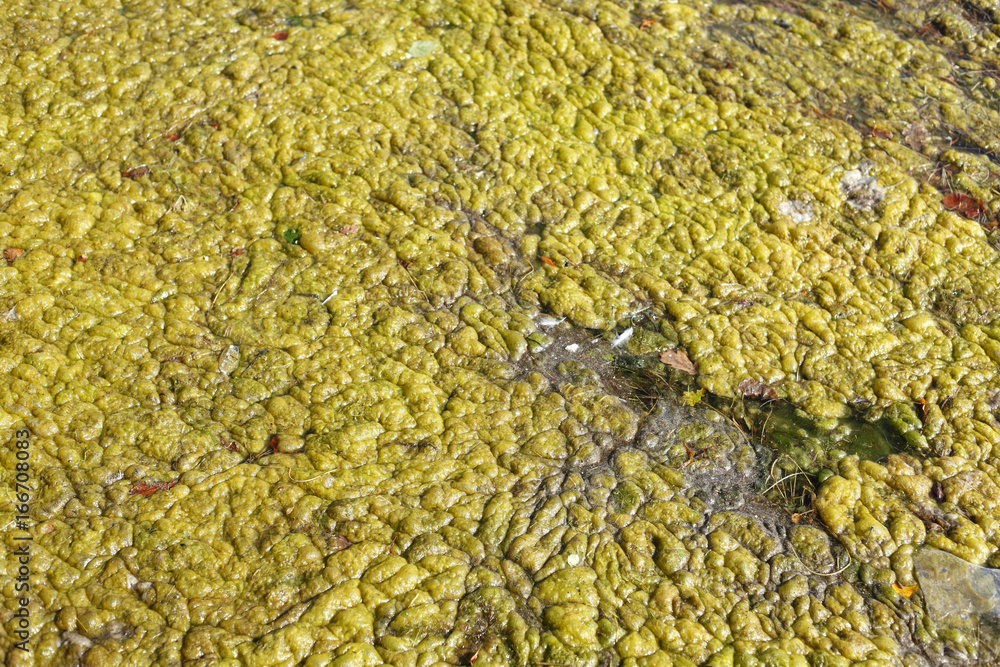 Grünlich-gelbe  Algen in einem Teich
