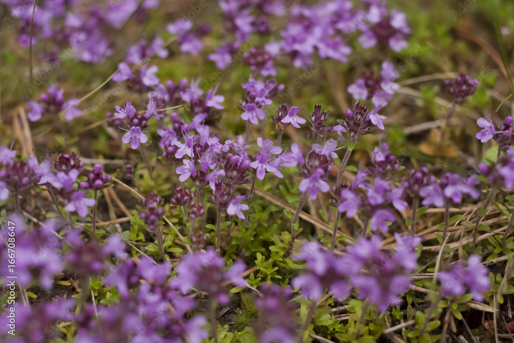 Thyme Thyme