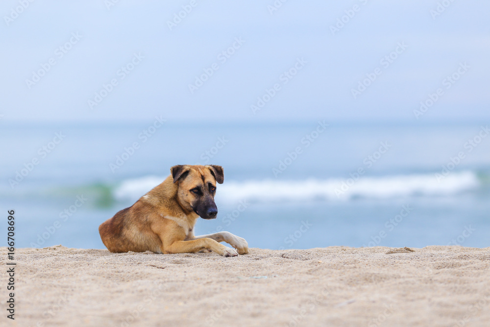 Dogs on the beach in the morning.Soft focus