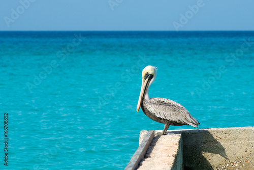 Pelican stands on a pier with a beautiful exotic blue sea. A tropical serene pier scene with the Caribbean Sea. © Yarkovoy