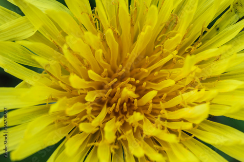 Fototapeta Naklejka Na Ścianę i Meble -  Taraxacum officinale